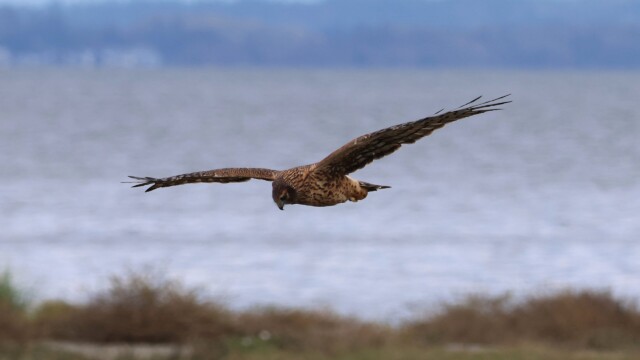 Northern Harrier 1/4. The wings are a bit blurry, as I was not ready for it to suddenly swing right by. Northern Harrier 1/4. The wings are a bit blurry, as I was not ready for it to suddenly swing right by.