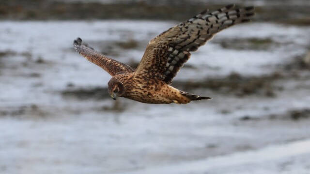 Northern Harrier 2/4.