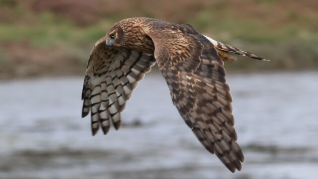 Northern Harrier 3/4.