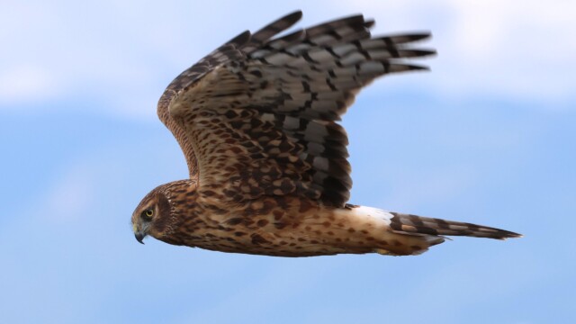 Northern Harrier 4/4.