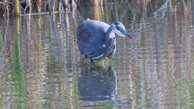 Great Blue Heron hunting, 1/4: Spotting the prey. Great Blue Heron hunting, 1/4: Spotting the prey.