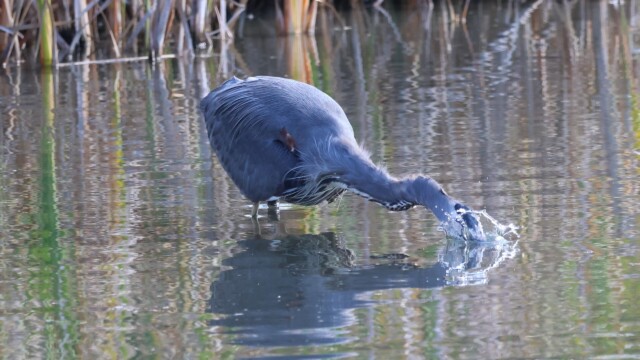 Great Blue Heron hunting, 2/4: Going for the catch. Great Blue Heron hunting, 2/4: Going for the catch.