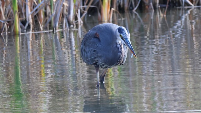 Great Blue heron hunting: 3/4: Fish acquired! Great Blue heron hunting: 3/4: Fish acquired!