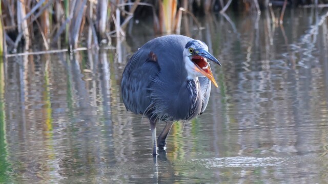 Great Blue Heron hunting, 4/4: Down the hatch! Great Blue Heron hunting, 4/4: Down the hatch!