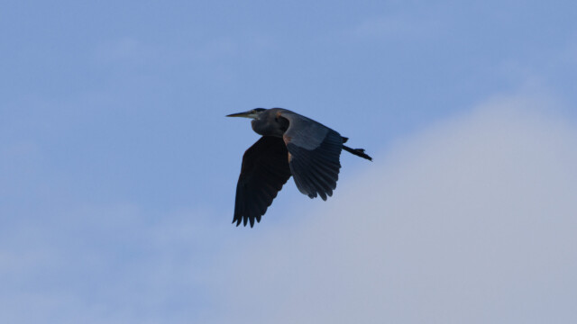 Great Blue Heron en route to elsewhere. Great Blue Heron en route to elsewhere.