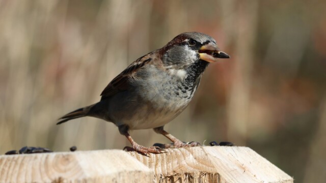 House sparrow enjoying a seed, cigar-style. House sparrow enjoying a seed, cigar-style.