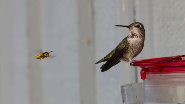 Anna's Hummingbird at a feeder, wary of an incoming interloper. Anna's Hummingbird at a feeder, wary of an incoming interloper.