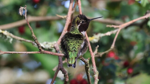 Anna's Hummingbird all poofed out due to the presence of a nearby rival. Anna's Hummingbird all poofed out due to the presence of a nearby rival.