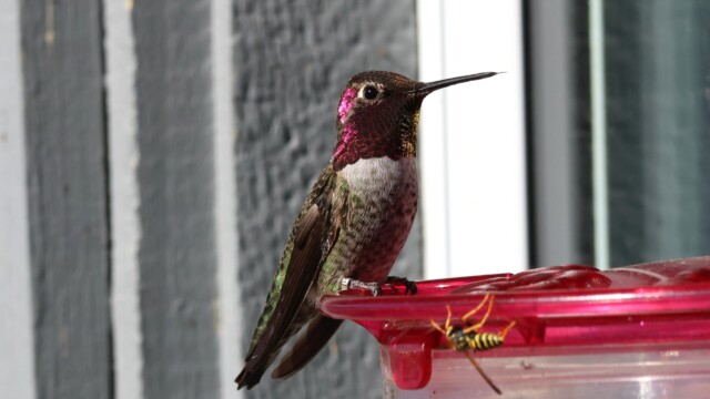 Anna's Hummingbird showing off their gorget at a feeder. Anna's Hummingbird showing off their gorget at a feeder.