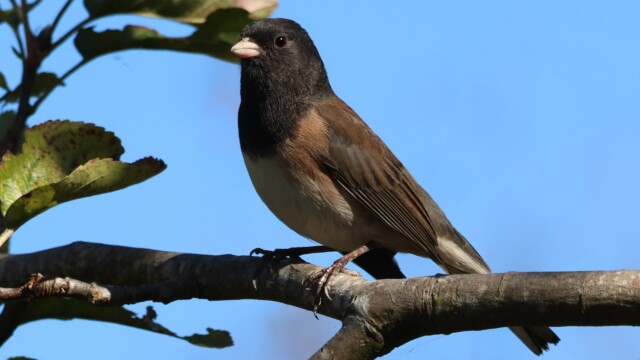 Dark-eyed Junco perched on a branch. Dark-eyed Junco perched on a branch.