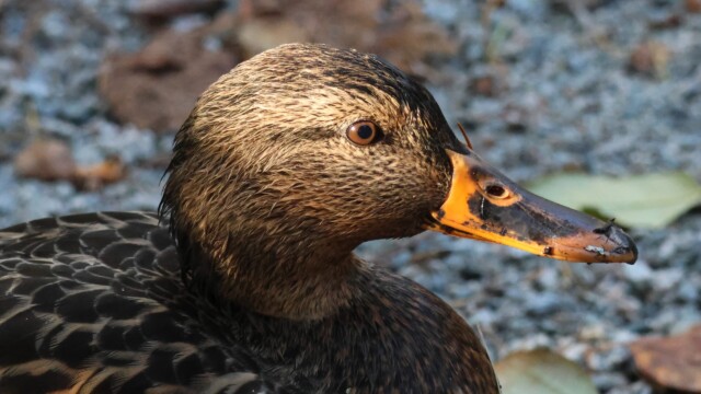 Female Mallard with a play of light and shadow across her head. Female Mallard with a play of light and shadow across her head.