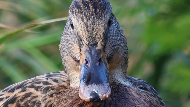 Female Mallard staring directly at the camera. Female Mallard staring directly at the camera.