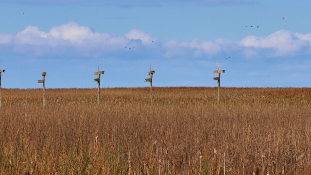 Bird boxes, currently empty, in the marshland outside Reifel Bird Sanctuary. Bird boxes, currently empty, in the marshland outside Reifel Bird Sanctuary.