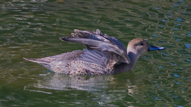 A Northern Pintail stretching out. A Northern Pintail stretching out.
