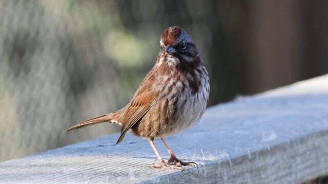 A Song Sparrow looking over from atop a fence. A Song Sparrow looking over from atop a fence.