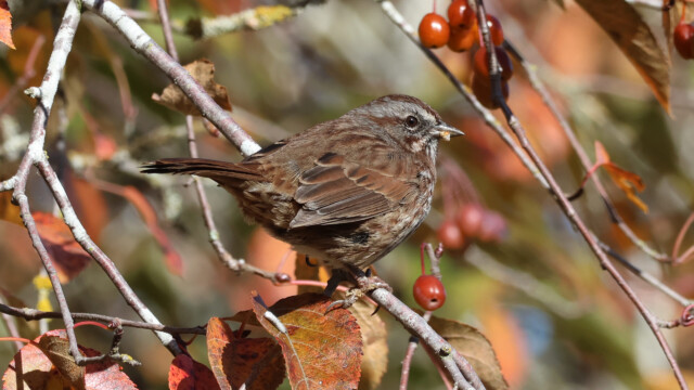 Song Sparrow with berries, not obscured at all.