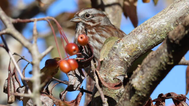 Song Sparrow with berries, partly obscured.