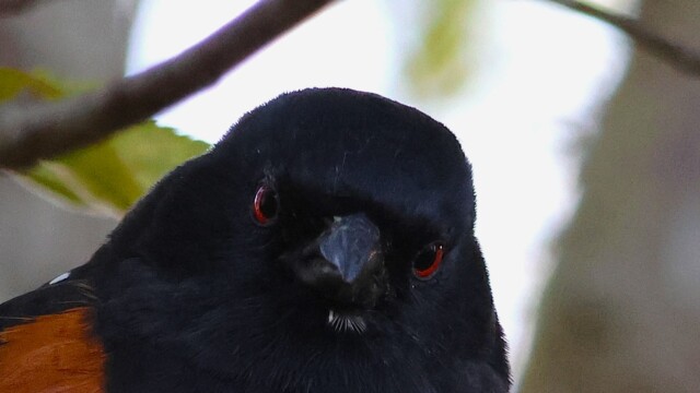 Close-up of a Spotted Towhee judging you. Close-up of a Spotted Towhee judging you.