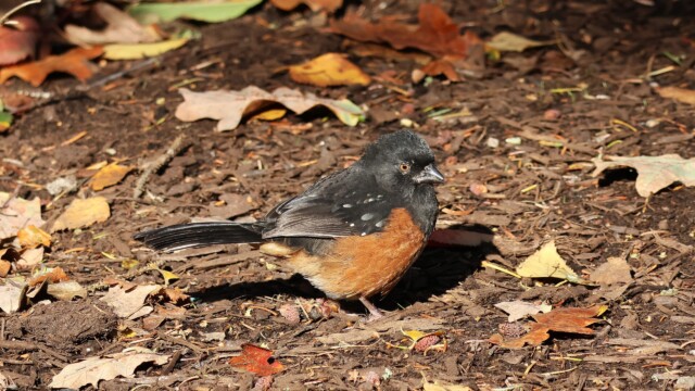 A spotted Towhee on the trail in bright, golden light. A spotted Towhee on the trail in bright, golden light.
