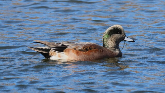 An American Wigeon with something presumably yummy hanging from its mouth. An American Wigeon with something presumably yummy hanging from its mouth.