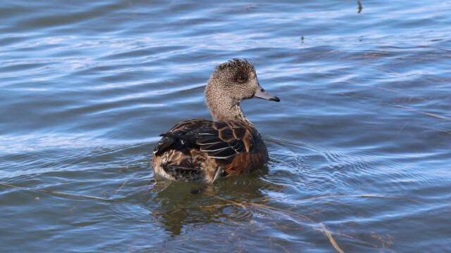 A wigeon wiggling in the water.