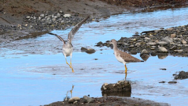 Two Greater Yellowlegs, one doing a weird little hop step. Two Greater Yellowlegs, one doing a weird little hop step.
