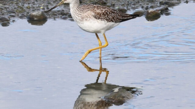 A Yellowlegs walking through the shallows, looking for food. A Yellowlegs walking through the shallows, looking for food.